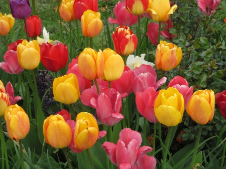 Spring Tulips - floral, petals, tulips, blooms, flowers