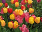 Spring Tulips