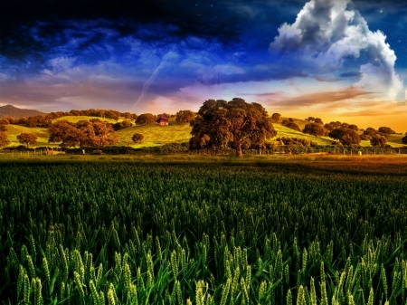 Clouds above the Wheat field - skyscape, clouds, trees, wheat, nature, field, forest