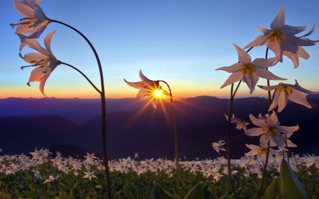 Horizon Sunset - horizon, sky, sunset, field, mountains, nature, dawn, petals, flowers