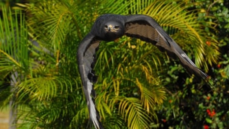 Augur Buzzard in Flight - wings, palm, animal, bird, flight, leaves