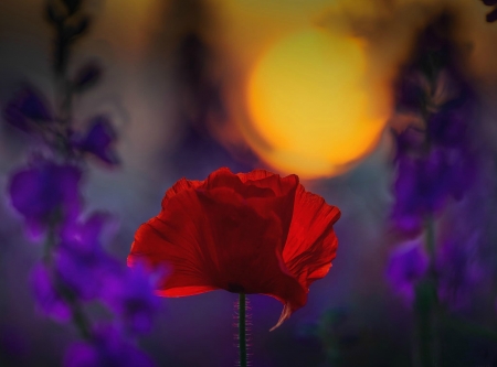 Poppy At Sunset - flowers, poppy, sunset, flower, sun