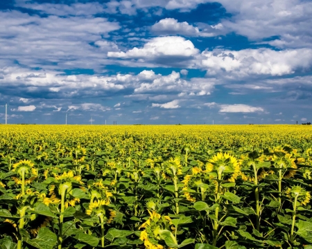 Clouds Above the Sunflowers Field - clouds, sunflowers, nature, field, sky