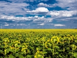 Clouds Above the Sunflowers Field