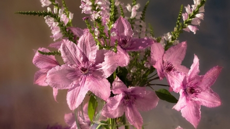 Clematis Flowers - nature, clematis, pretty, flower