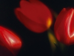 Red Tulips