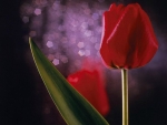 Red Tulips