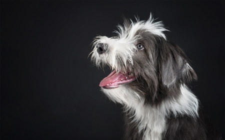 Puppy - white, animal, caine, cute, black, puppy, dog