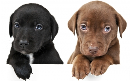 Puppies - black, animal, paw, brown, cute, dog, caine, puppy