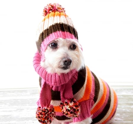 Funny puppy - puppy, hat, winter, scarf, funny, caine, pink, dog, animal