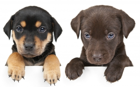 Puppies - animal, paw, cute, dog, caine, puppy, couple