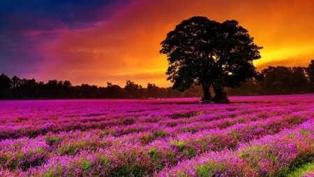 Lavender Field at Sunset - nature, sky, trees, clouds, field, flowers, sunset, lavender