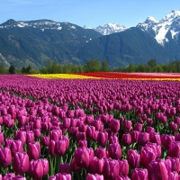 Tulips Flowers Field