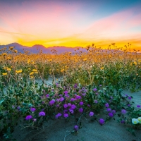 Purple & Yellow Wildflowers at Twilight