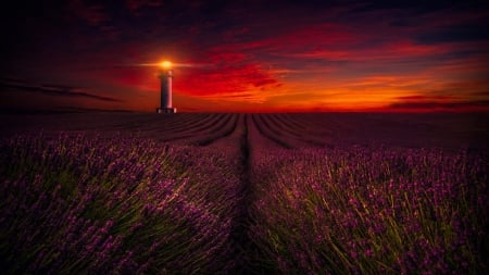 Lavender Field and Lighthouse at Night - clouds, nature, lavender, lighthouse, field, night