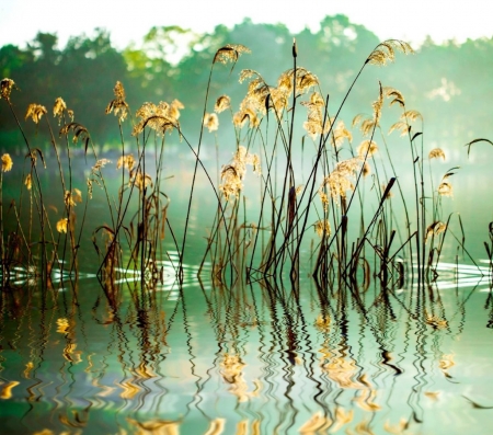 Reed - reed, reflection, green, nature, water, lake