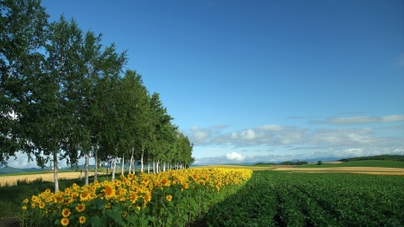 sunflower field - sunflower, tree, field, grass