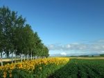 sunflower field