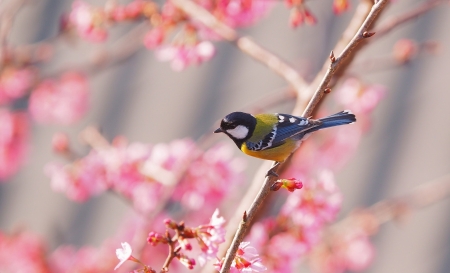 Sweet little Bird - sweet, animal, bird, branch