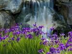 Irises near the Waterfall