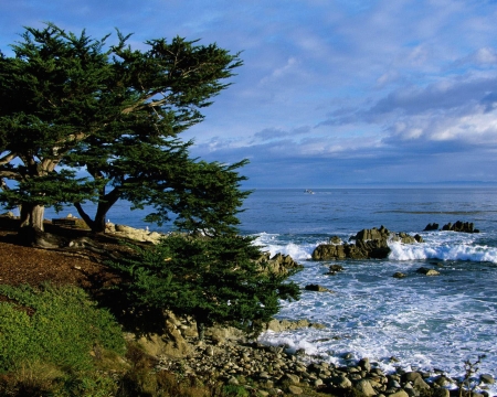 Pacific Grove Coastline, California - trees, coastline, nature, grove, sea