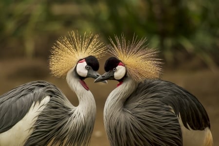 Grey Crowned Crane - bird, brey, crowned, animal, crane