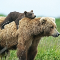 Bear with Cub