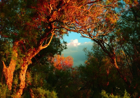 Crete, Greece - sky, autumn, trees, clouds, leaves