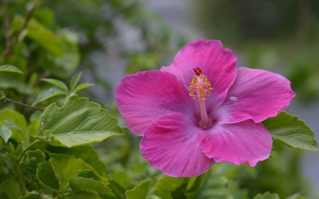 Hibiscus - flower, pink, hibiscus, green