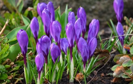 Crocuses - flower, purple, pink, spring, crocus, green