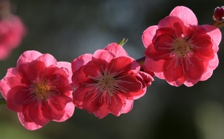 Spring - trio, branch, blossom, flower, spring