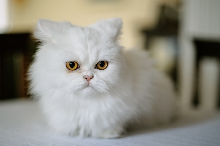 Kitten - white, cat, pisica, cute, persian, kitten