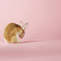 Cute Easter Bunny