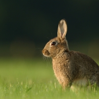 Cute Easter Bunny