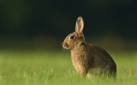 Cute Easter Bunny