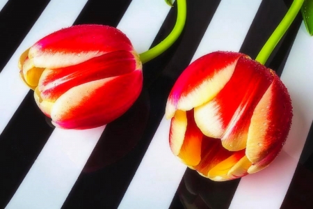 âœ¿âŠ±â€¢â•®Two Tulips on Stripesâ•­â€¢âŠ°âœ¿ - nature, love four seasons, photography, tulips, flowers, still life, lovely still life