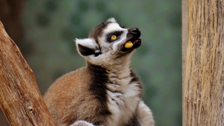 lemur - tree, food, animal, lemur