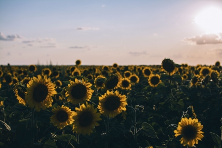 sunflower field