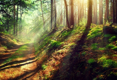 ♥ - subbotina anna, greenery, forest, nature