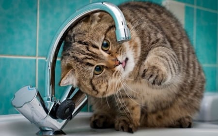 I'm Thirsty...! - cat, animal, funny, kitten