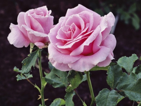 Pink Roses - flowers, nature, macro, petals, pink