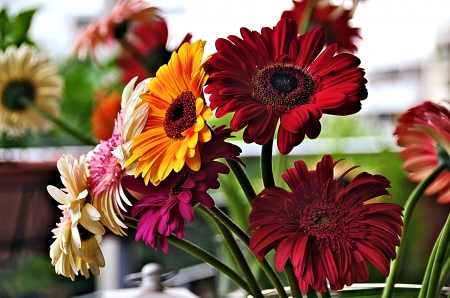 Gerbera Flowers - nature, pretty, gerbera, flower