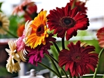 Gerbera Flowers