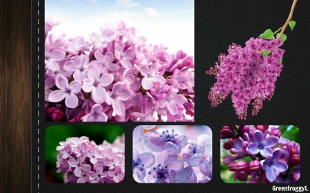 LOVELY  LILACS - flowers, lovely, image, lilac