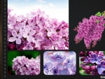 LOVELY  LILACS