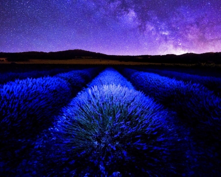 Lavender Field at Night - nature, sky, stars, night, field, lavender