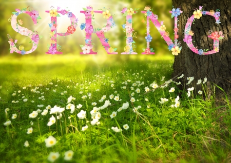 Spring Greetings - tree, flowers, meadow, blossoms