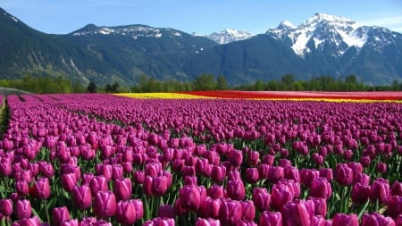 Field of Tulips - field, tulips, mountains, nature