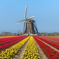 Tulips in Holland