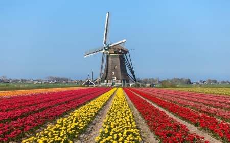 Tulips in Holland - nature, tulips, field, windmill